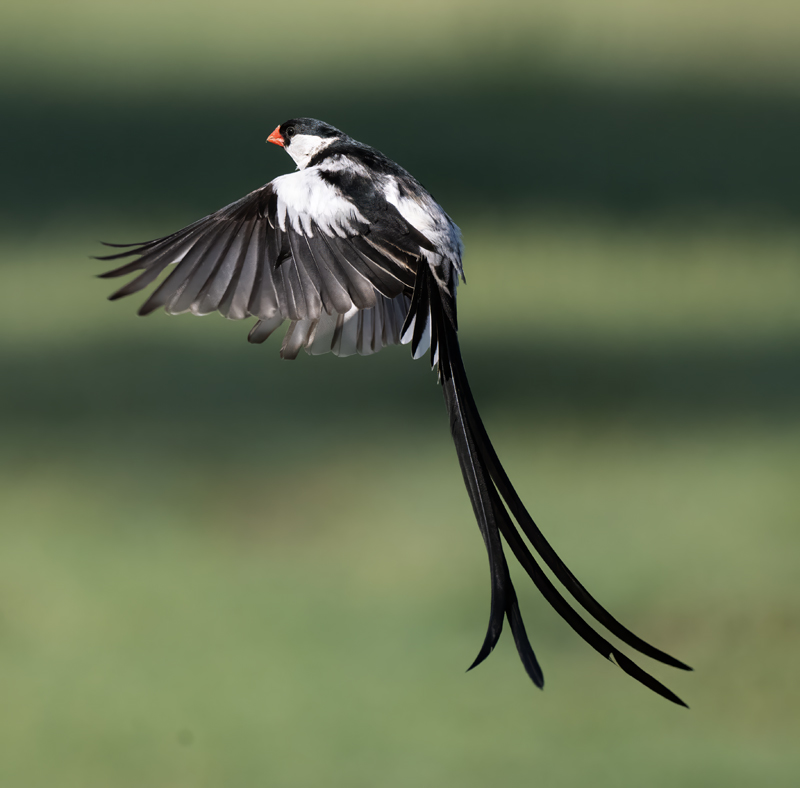 Pin-tailed_Whydah_25_CA_L_582