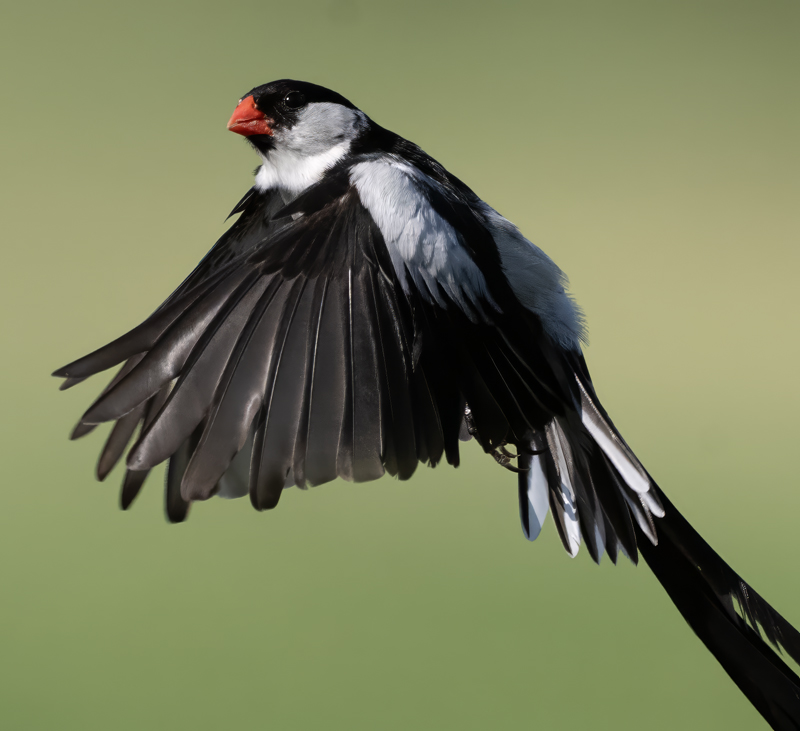 Pin-tailed_Whydah_25_CA_L_588
