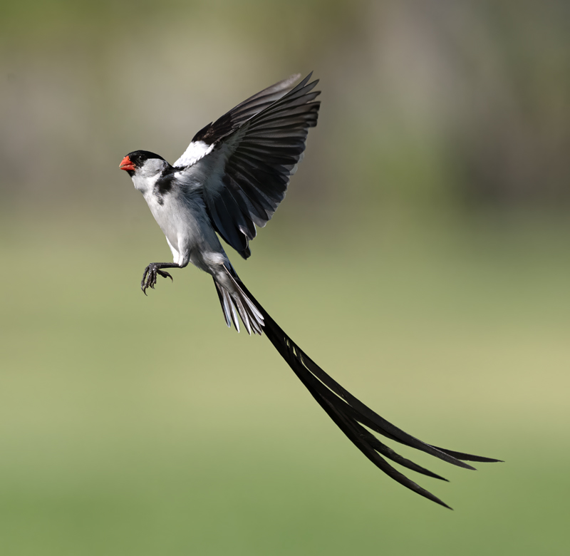 Pin-tailed_Whydah_25_CA_L_590