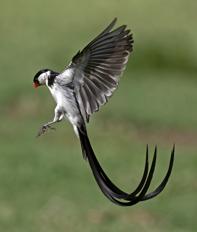 Pin-tailed_Whydah_25_CA_L_610