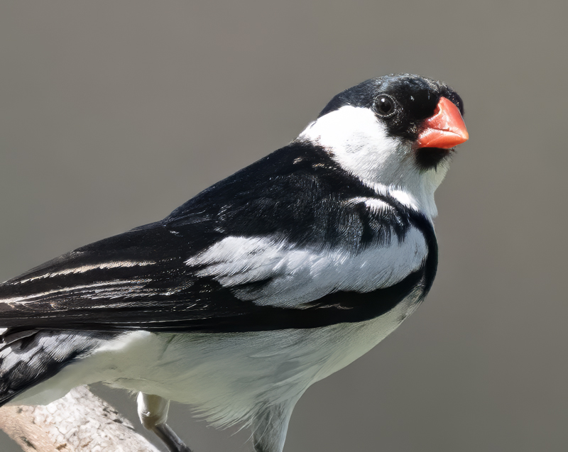 Pin-tailed_Whydah_25_CA_L_715