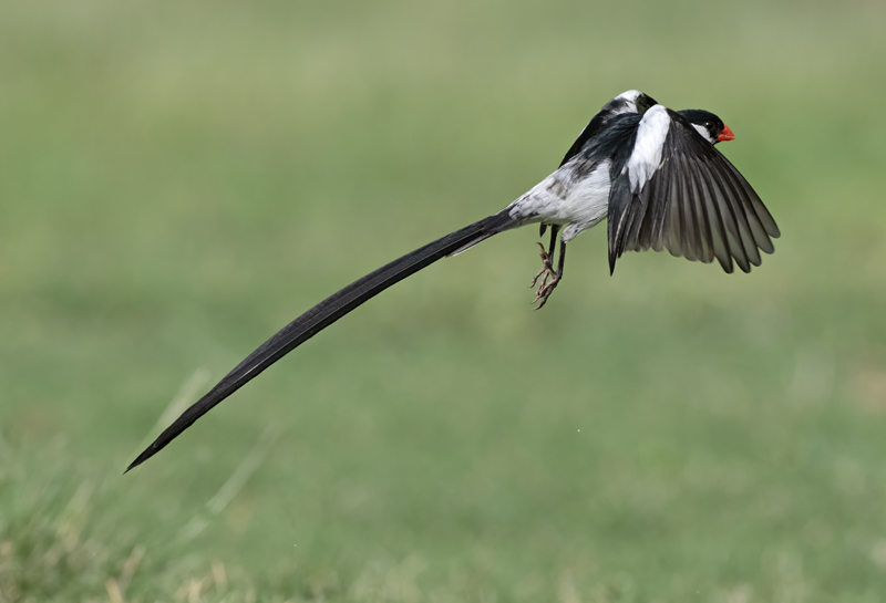 Pin-tailed_Whydah_25_CA_L_722
