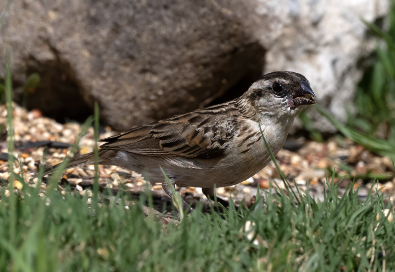 Pin-tailed_Whydah_25_CA_L_739