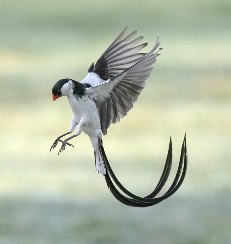 Pin-tailed_Whydah_25_CA_L_801