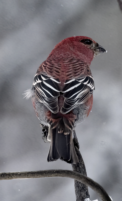 Pine_Grosbeak_23_Norway_097