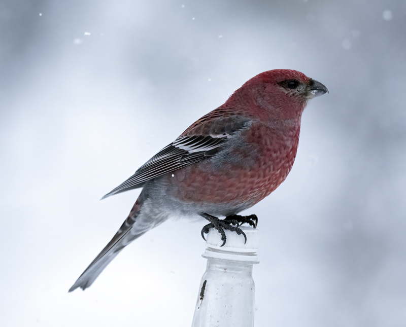 Pine_Grosbeak_23_Norway_210