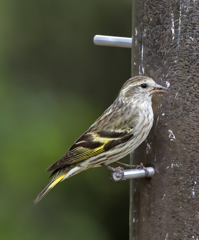 Pine_Siskin_15_AZ_002