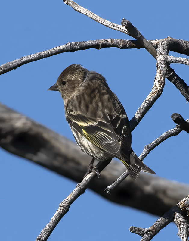 Pine_Siskin_18_AZ_001