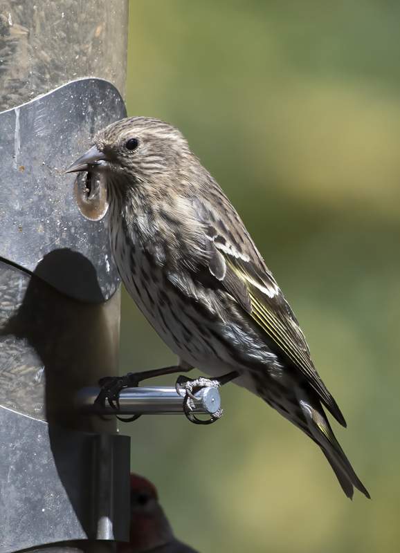Pine_Siskin_18_AZ_010