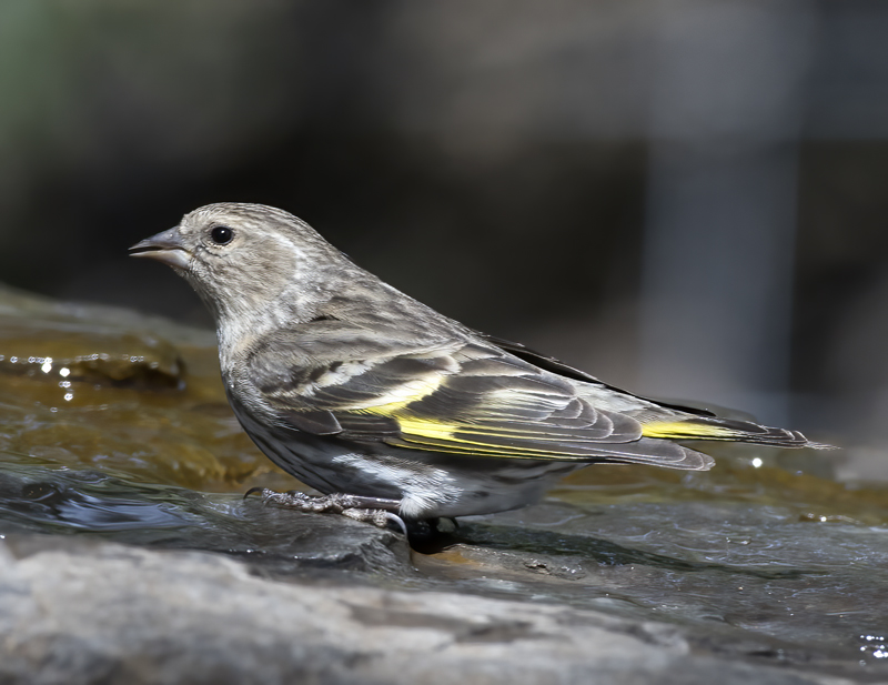 Pine_Siskin_18_AZ_016