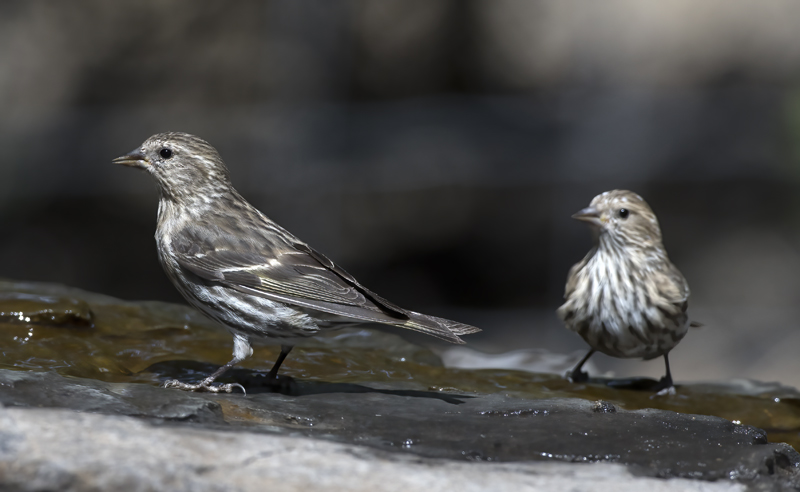 Pine_Siskin_18_AZ_017