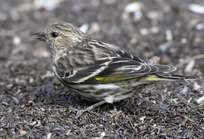 Pine_Siskin_19_TX_001