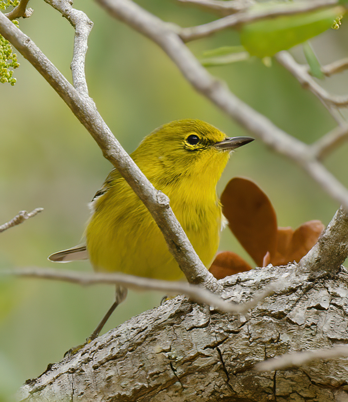 Pine_Warbler_11_FL_002