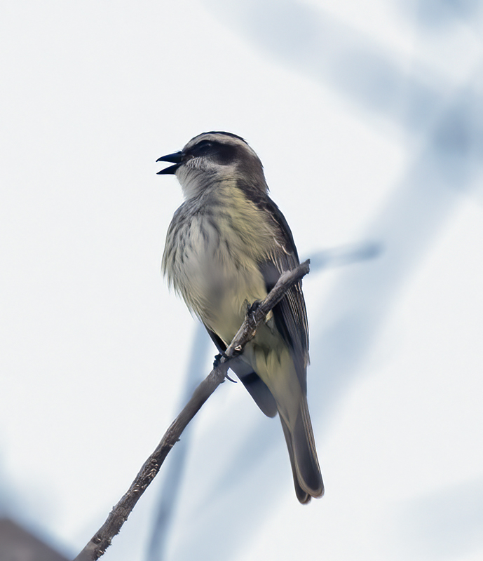 Piratic_Flycatcher_17_Costa_Rica_003
