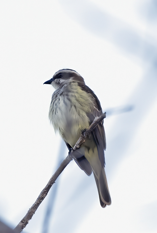 Piratic_Flycatcher_17_Costa_Rica_004