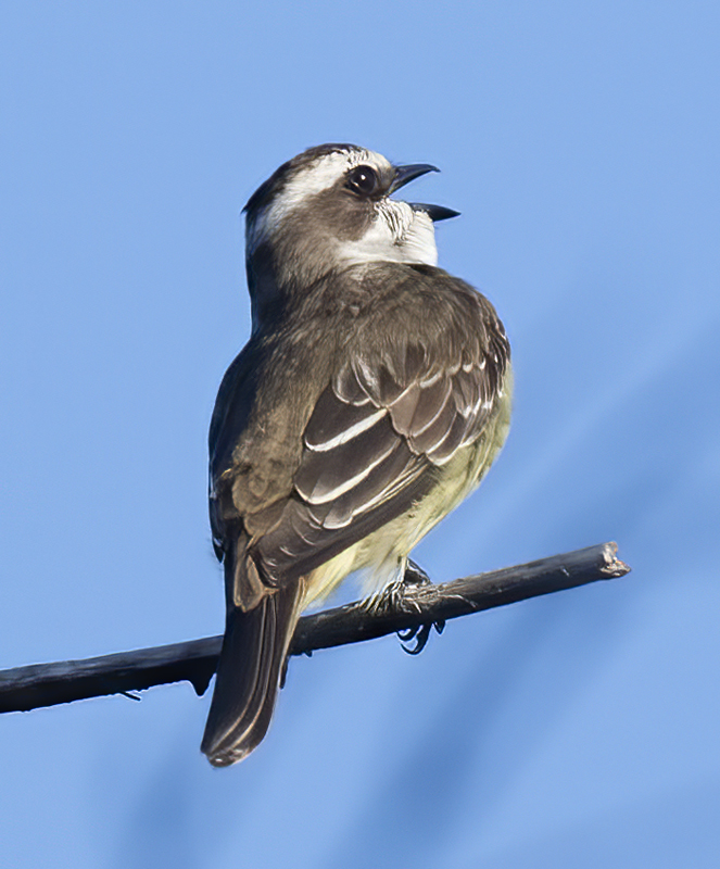 Piratic_Flycatcher_17_Costa_Rica_008