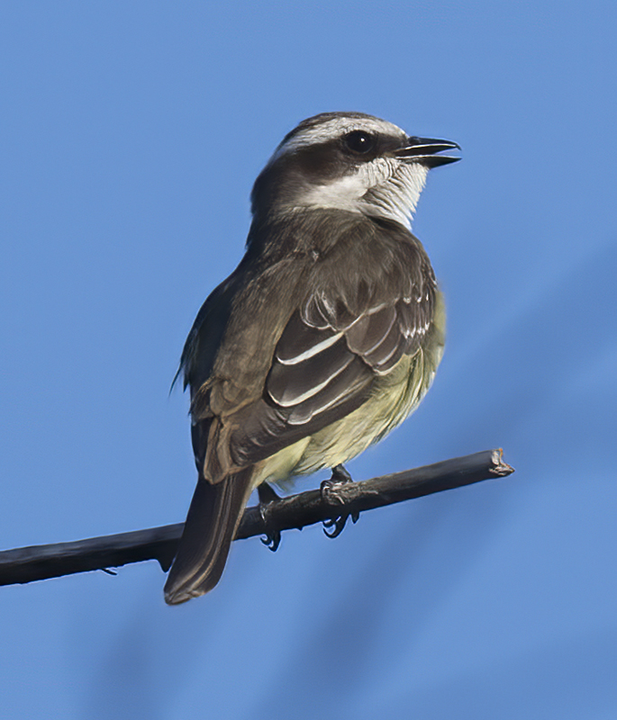 Piratic_Flycatcher_17_Costa_Rica_012