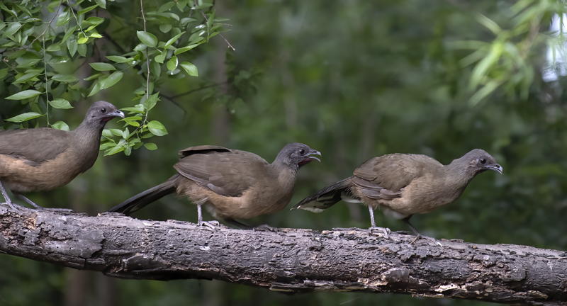 Plain_Chachalaca_19_TX_003