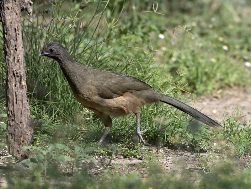 Plain_Chachalaca_TX_18_011