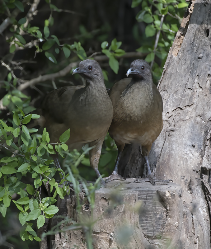 Plain_Chachalaca_TX_18_025