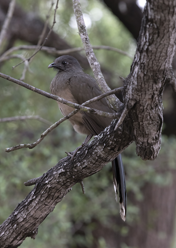 Plain_Chachalaca_TX_18_039