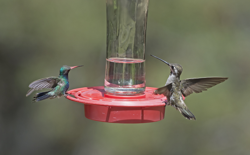 Plain_capped_Starthroat_15_AZ_029