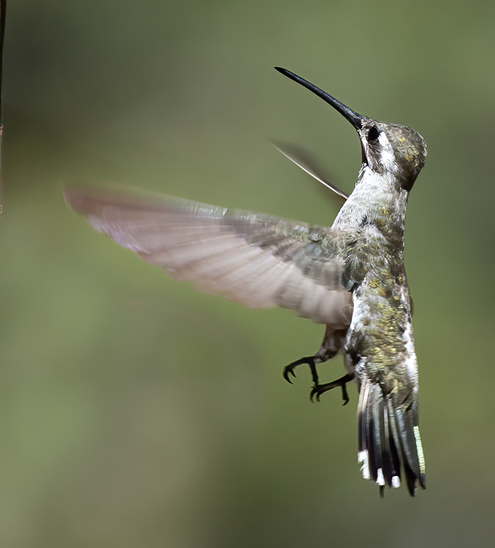 Plain_capped_Starthroat_15_AZ_034