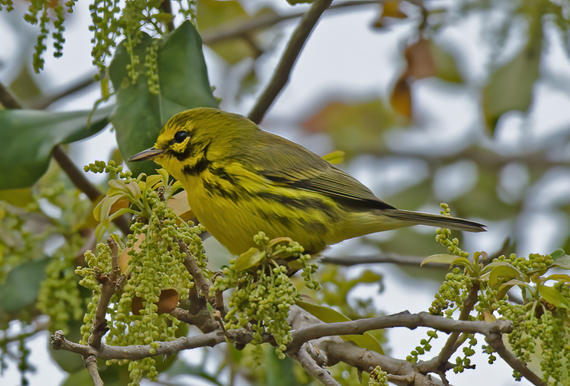 Prarie_Warbler_11_FL_003
