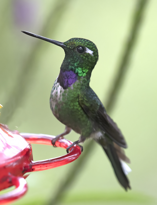 Purple-bibbed_Whitetip_18_Ecuador_022