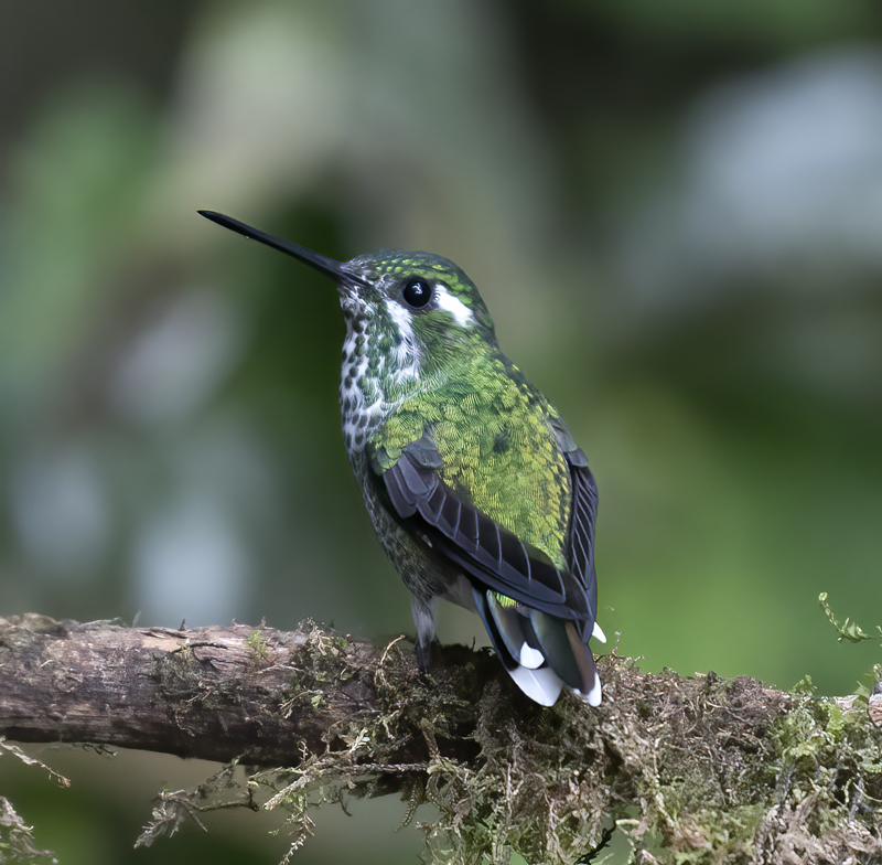Purple-bibbed_Whitetip_18_Ecuador_037