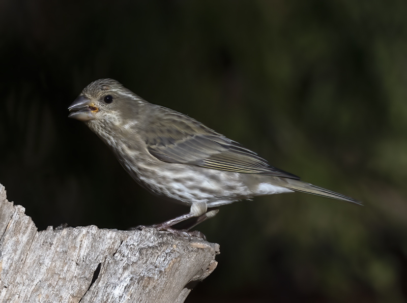 Purple_Finch_21_CA_001