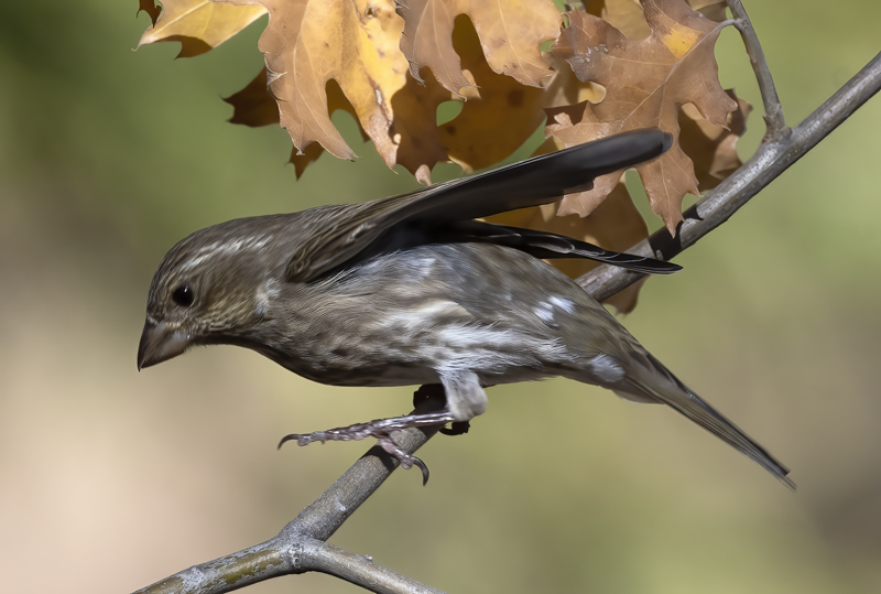 Purple_Finch_21_CA_011