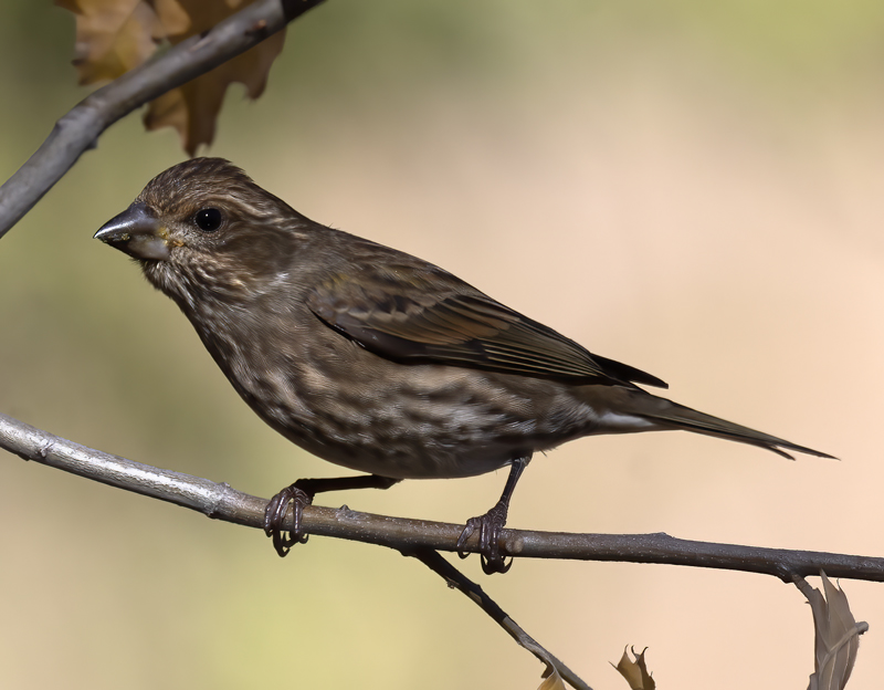 Purple_Finch_21_CA_027