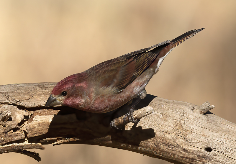 Purple_Finch_21_CA_031