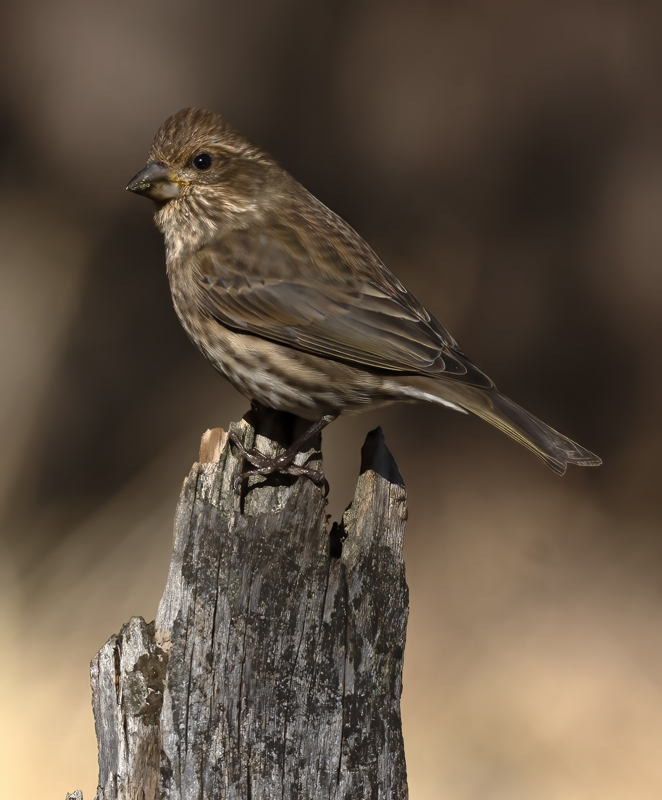 Purple_Finch_21_CA_052