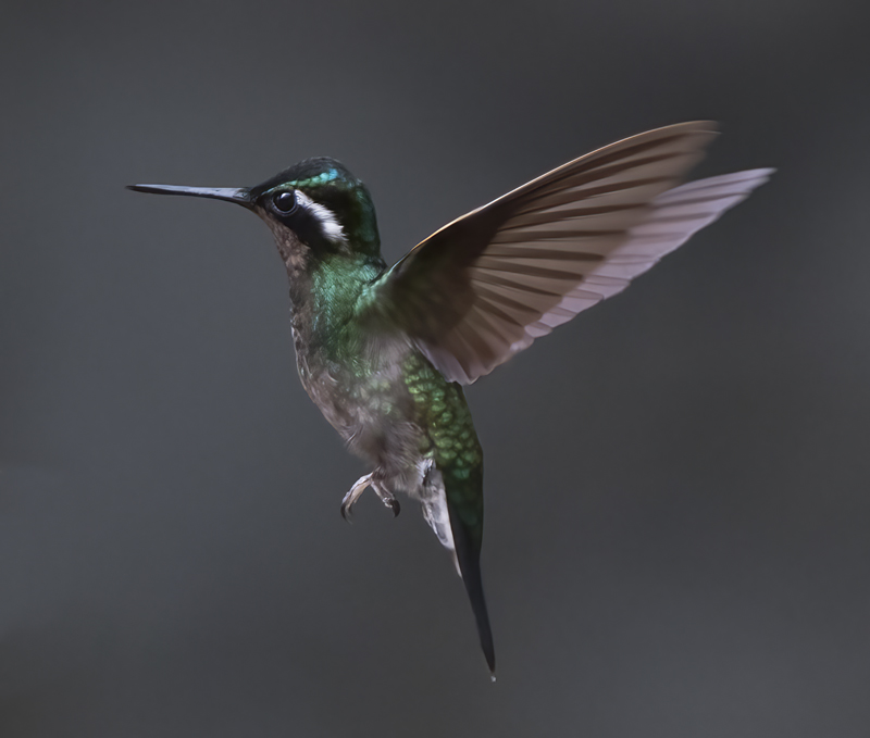Purple_throated_Mountaingem_17_Costa_Rica_001