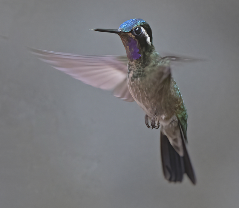 Purple_throated_Mountaingem_17_Costa_Rica_005