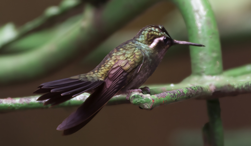 Purple_throated_Mountaingem_17_Costa_Rica_010