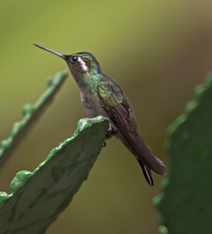 Purple_throated_Mountaingem_17_Costa_Rica_013