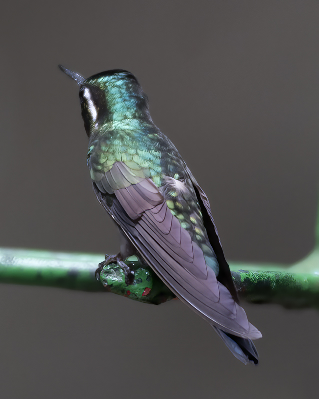 Purple_throated_Mountaingem_17_Costa_Rica_020