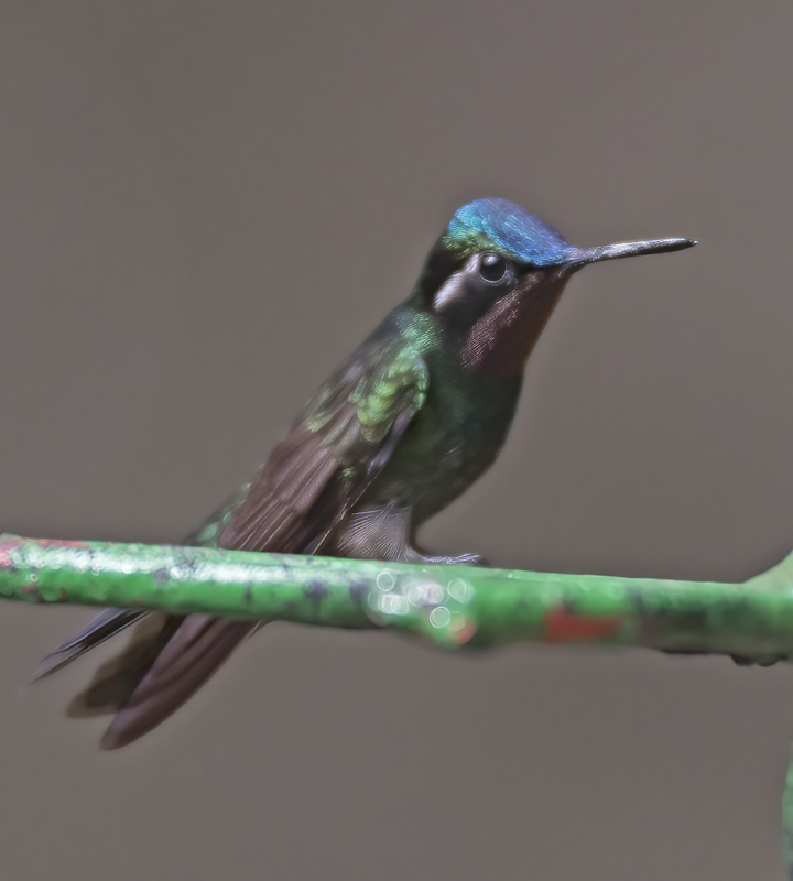 Purple_throated_Mountaingem_17_Costa_Rica_026