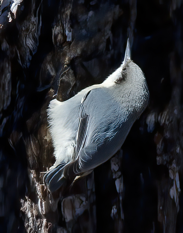 Pygmy_Nuthatch_14_CA_001