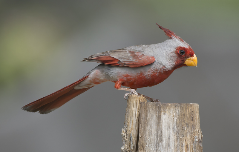 Pyrrhuloxia_15_AZ_081