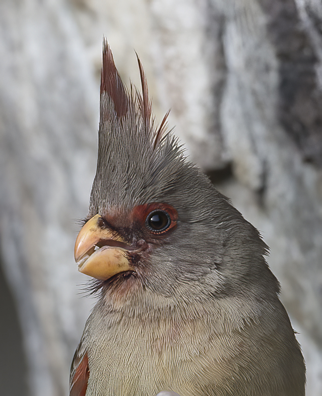 Pyrrhuloxia_15_AZ_094
