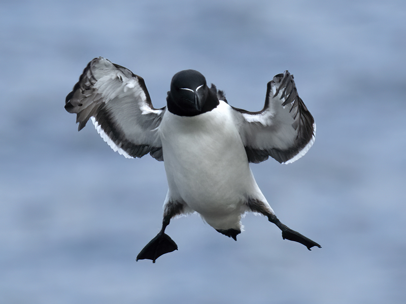 Razorbill_22_Iceland_213