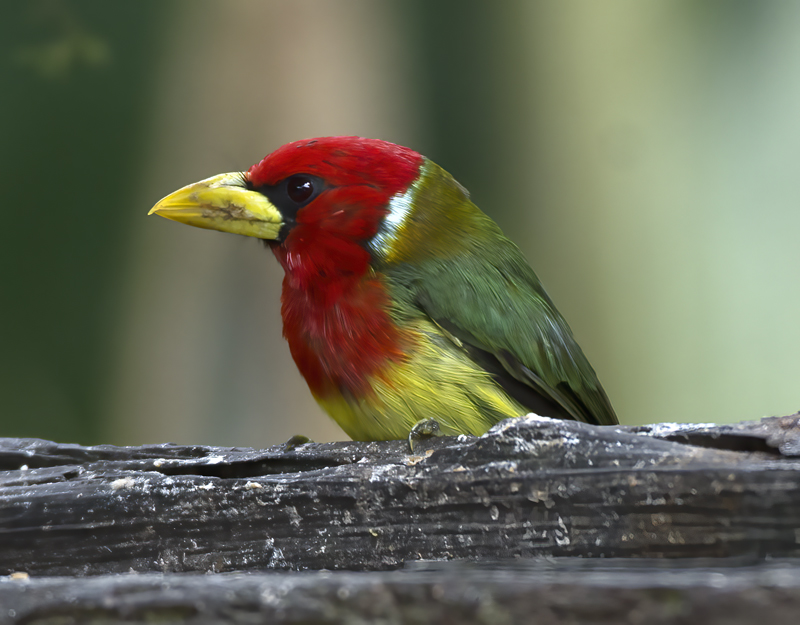 Red-headed_Barbet_18_Ecuador_007