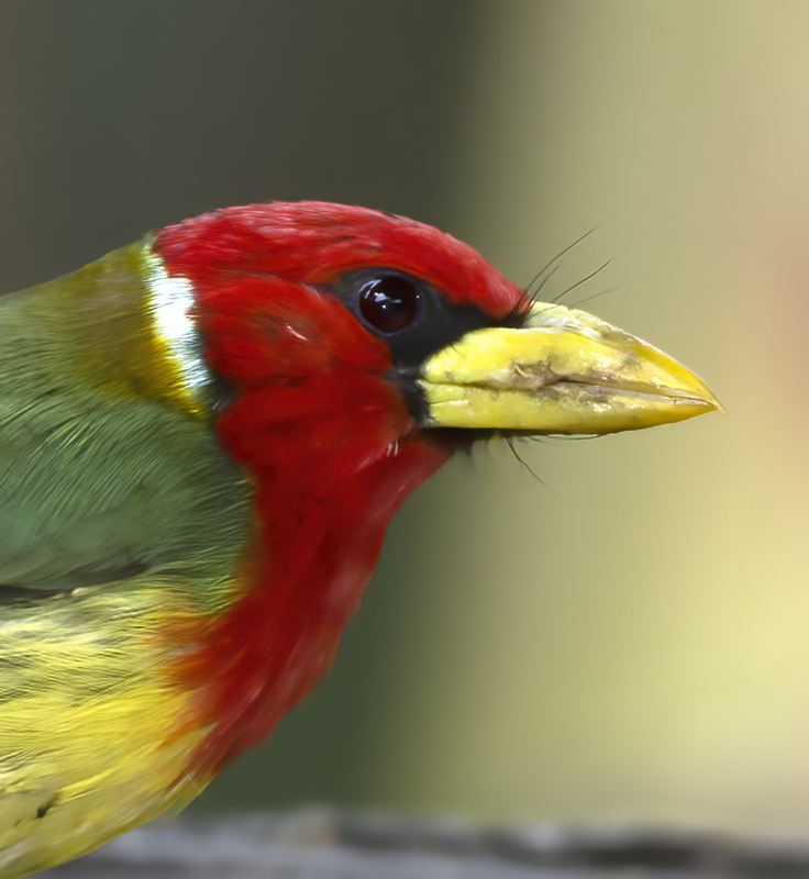 Red-headed_Barbet_18_Ecuador_009a