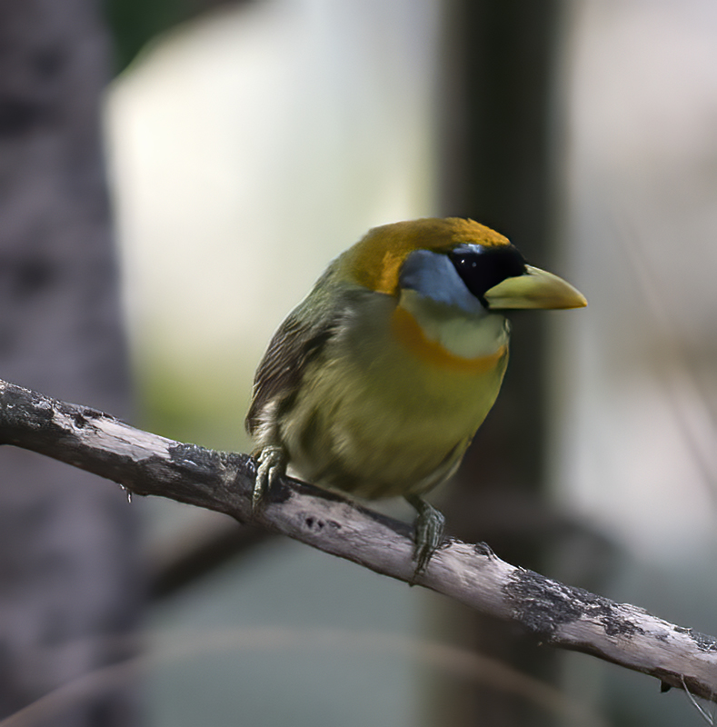 Red-headed_Barbet_18_Ecuador_019