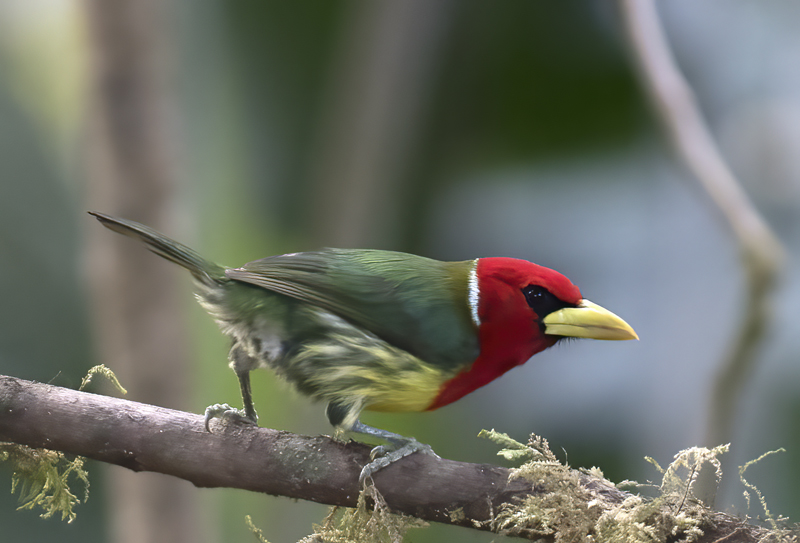 Red-headed_Barbet_18_Ecuador_021