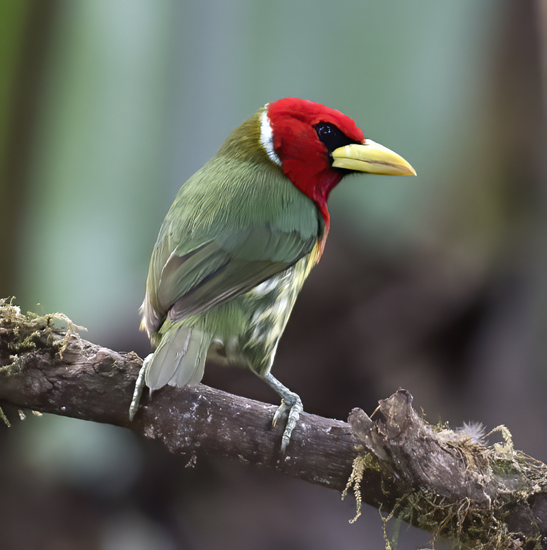 Red-headed_Barbet_18_Ecuador_032